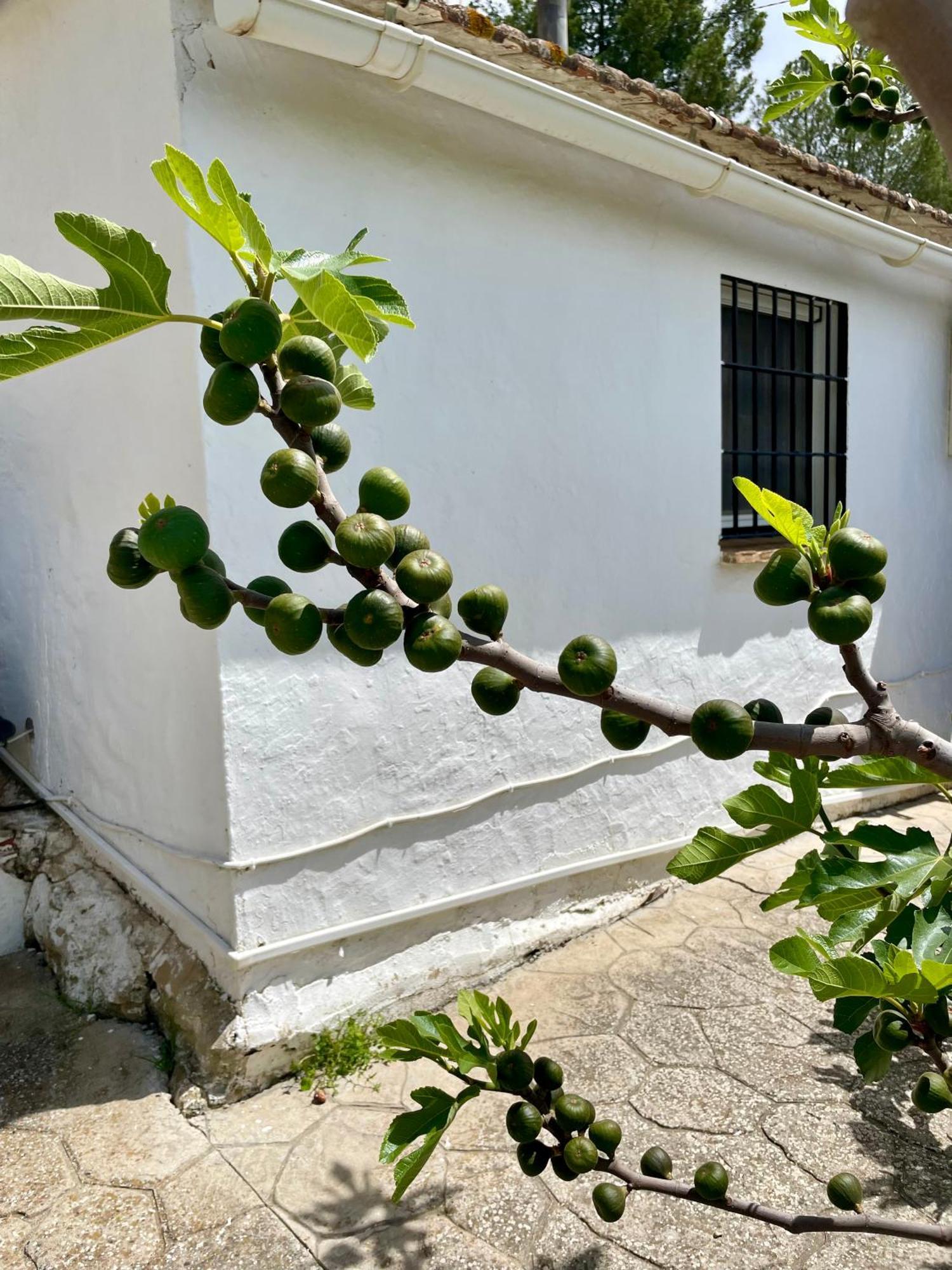 Finca El Sueno Andaluz วิญานูเอวา เด ลา กอนเซปซิออน ภายนอก รูปภาพ