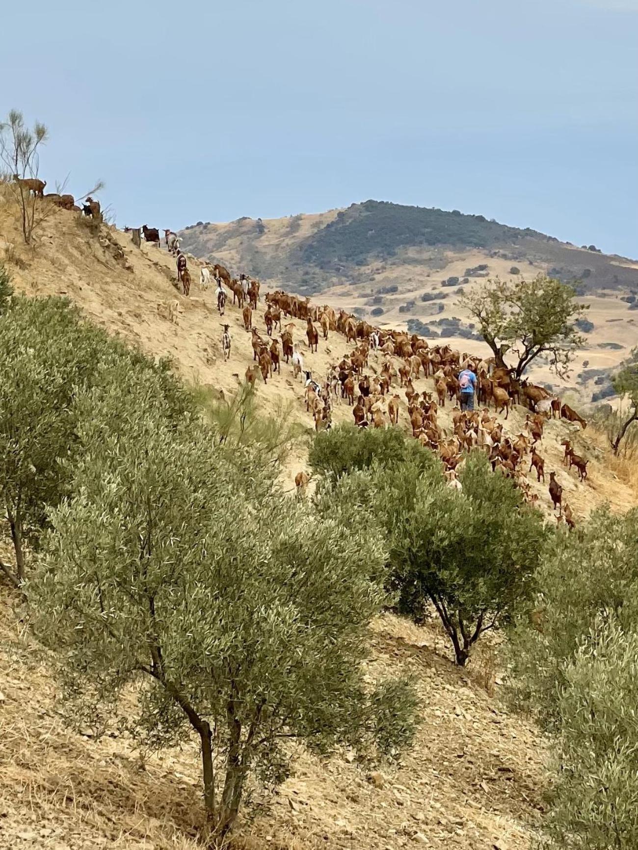 Finca El Sueno Andaluz วิญานูเอวา เด ลา กอนเซปซิออน ภายนอก รูปภาพ